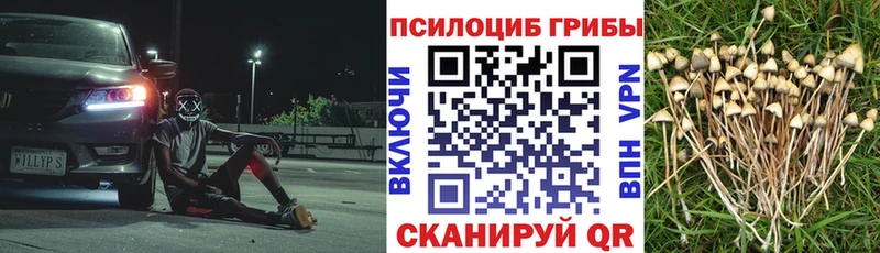Галлюциногенные грибы мицелий  Вышний Волочёк 